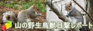 山の野生鳥獣目撃レポート